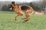 BERGER ALLEMAND 1090